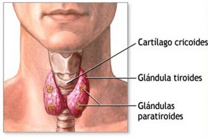 Localización de la paratiroides y tiroides