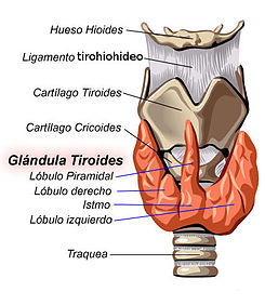 Anatomía de la glándula tiroides