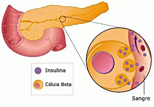 Insulina en el pancreas
