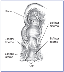 Gráfico sobre la musculatura del esfínter