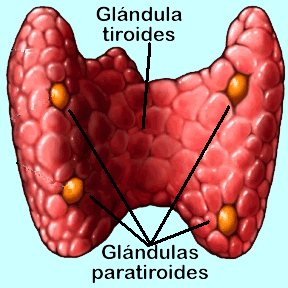 Enseñamos gráficamente donde se encuentran las glándulas paratiroides