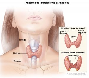 Anatomía de la tiroides