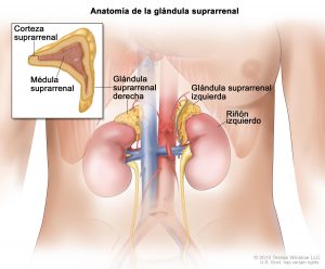 Localización de la glándula suprarrenal