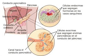 cancer de pancreas-IOCir.com/blog